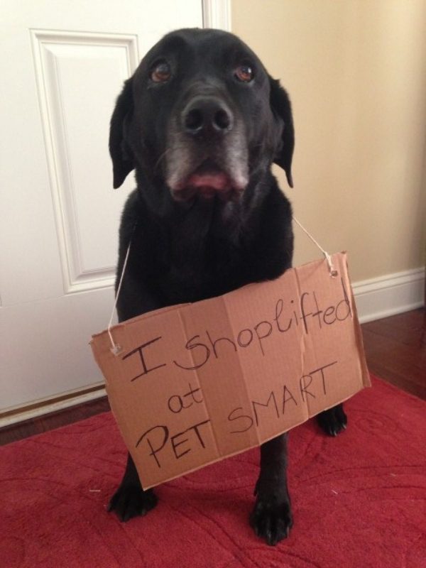 dog shaming
