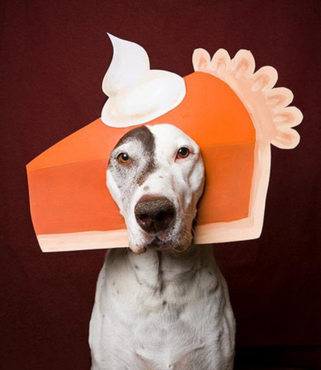 dog thanksgiving costumes