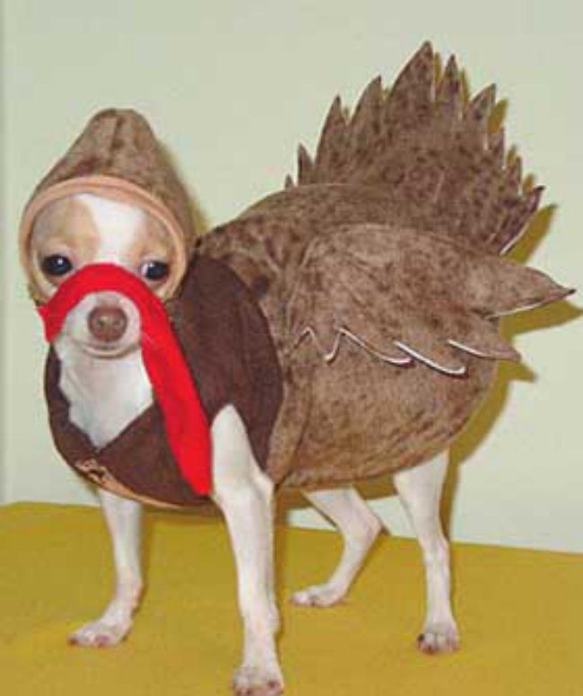 dog thanksgiving costumes