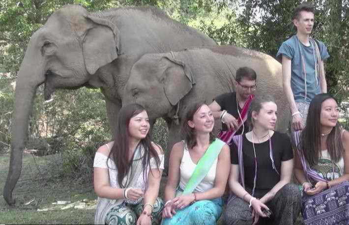 elephant reunion