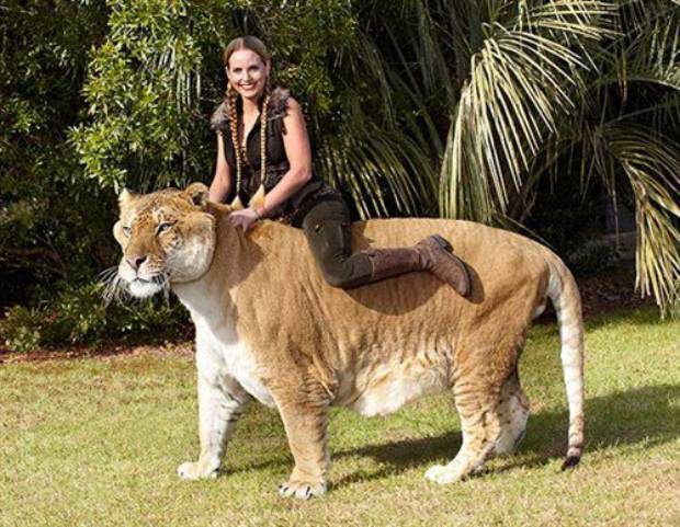 huge animals