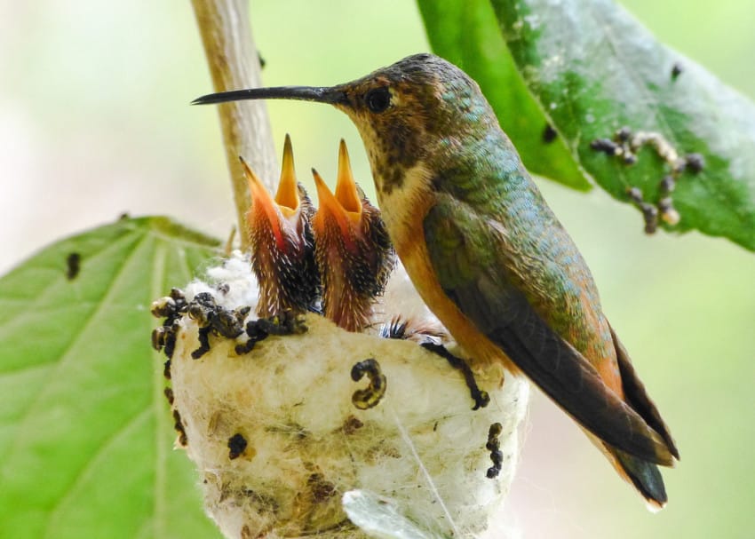 hummingbird eggs