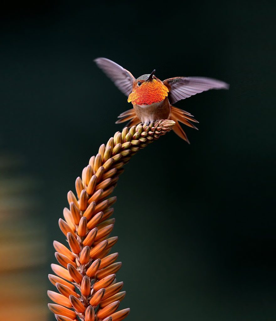 hummingbird photography