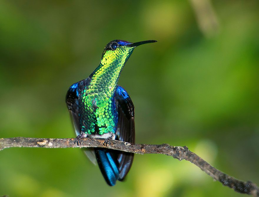 hummingbird photography