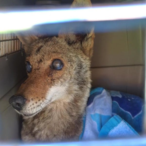 injured coyote rescue