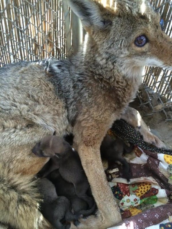 injured coyote rescue