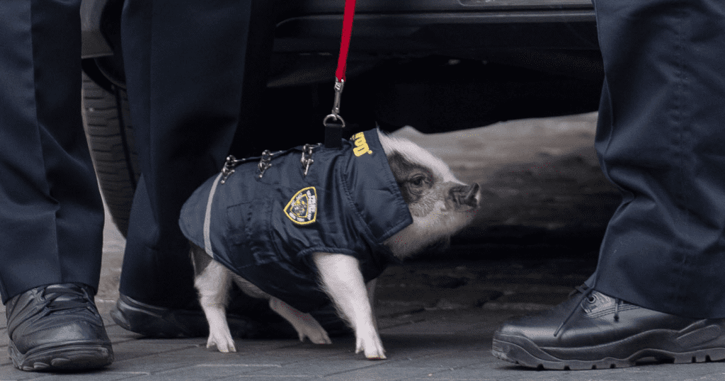 police piglet