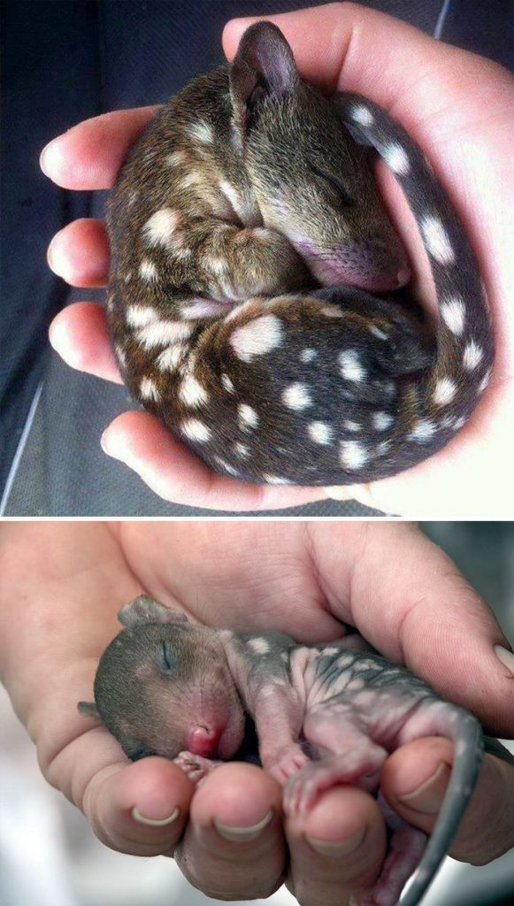 rare animal babies