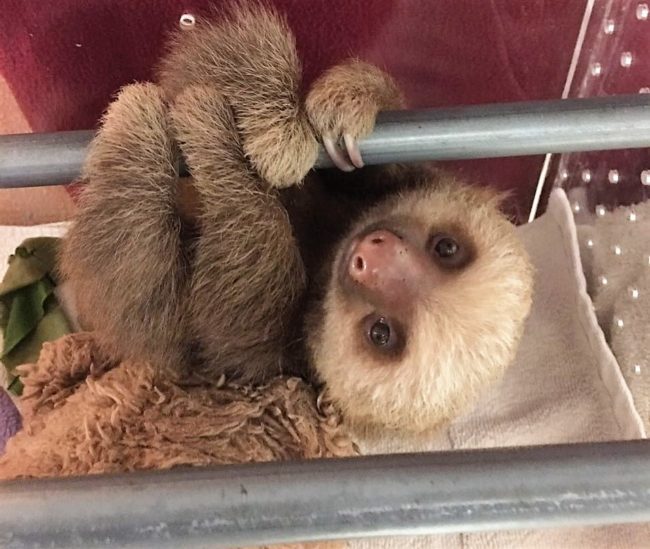 sloth videos