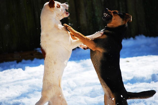 breaking up dog fight