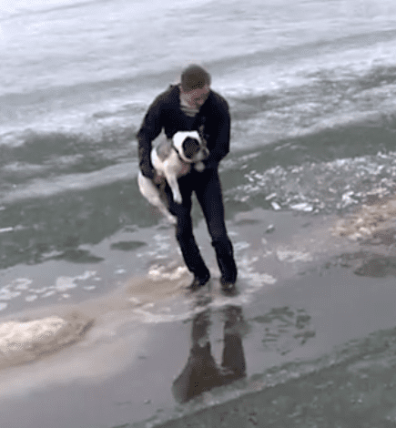 bulldog falls through ice