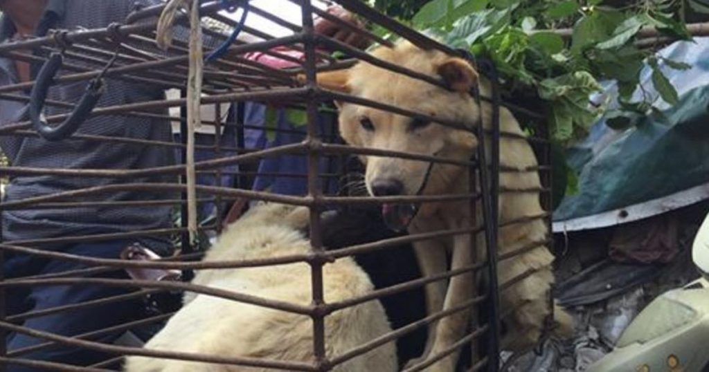 cat and dog meat ban
