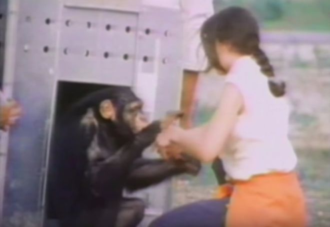 chimpanzee caretaker reunion