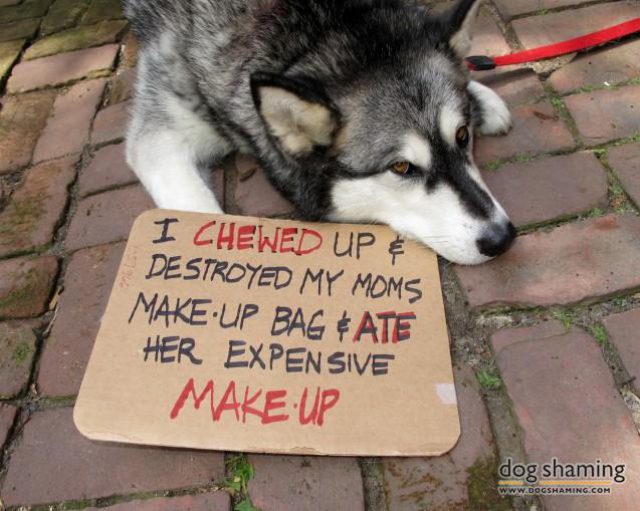 dog shaming photos
