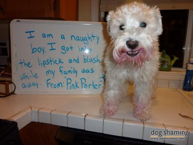 dog shaming photos