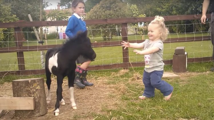 foal meets toddler