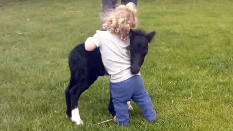 foal meets toddler