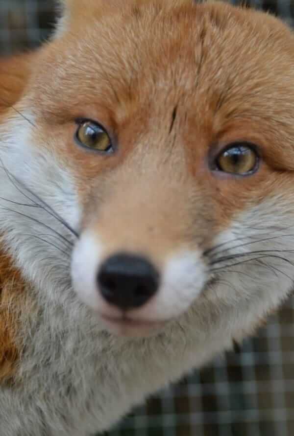 fox rescue