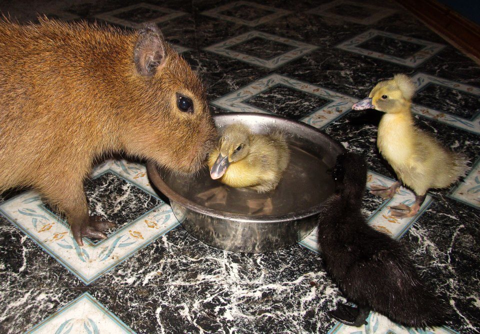 friendly capybara