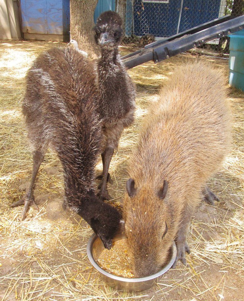 friendly capybara