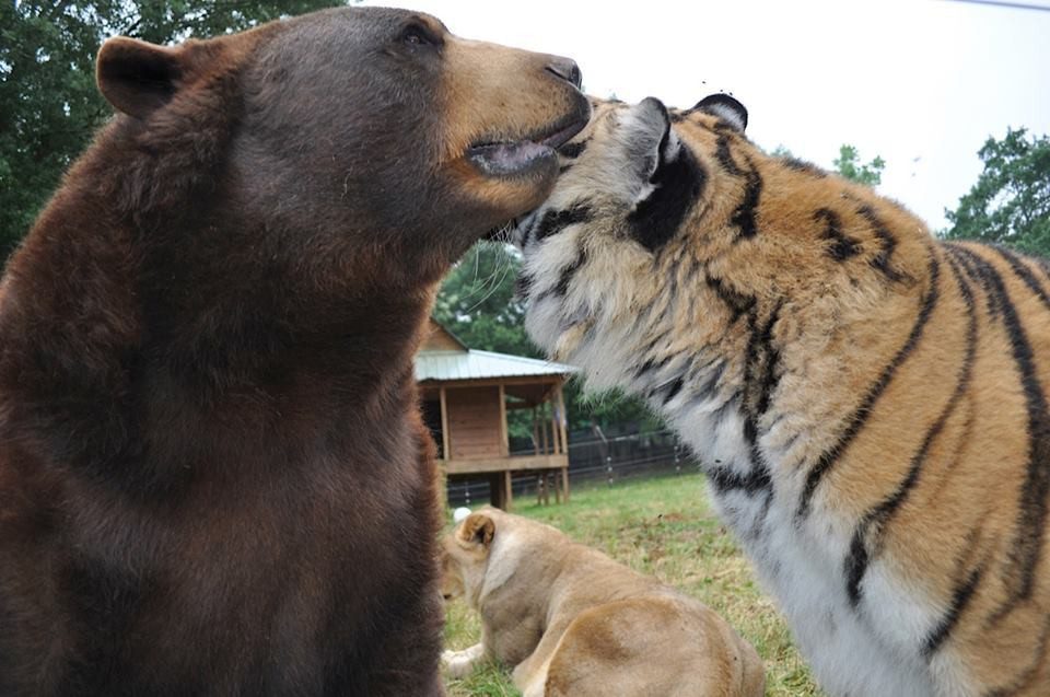 lion tiger and bear friendship 
