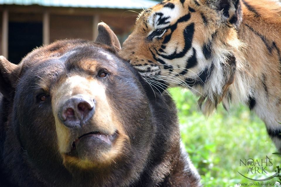 lion tiger and bear friendship 
