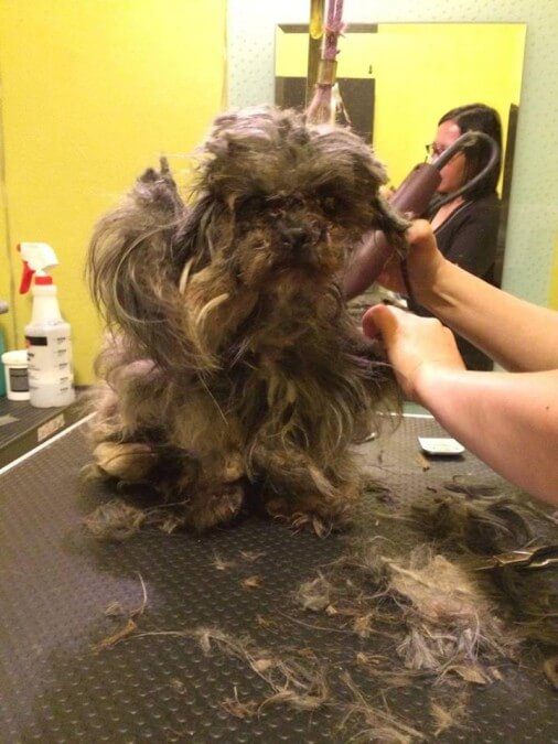 matted dog fur