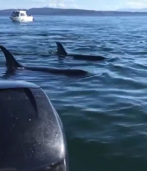 orcas vs seal 1