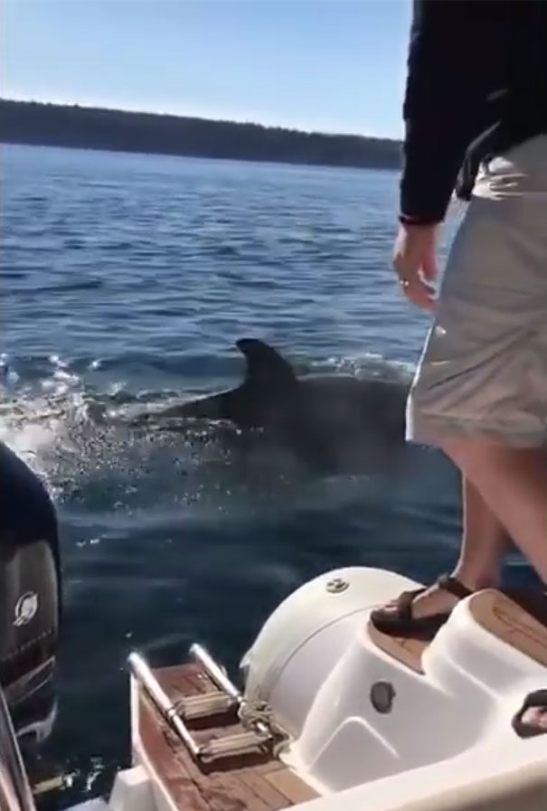 orcas vs seal 5