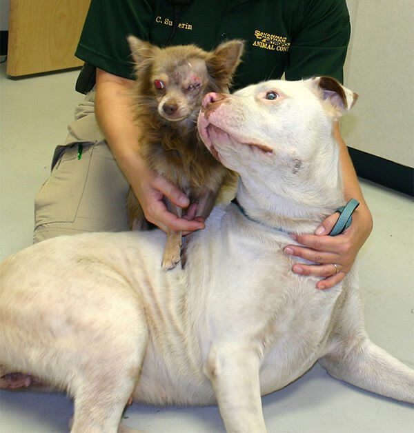 pit bull saves chihuahua