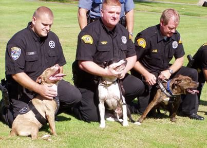 pit-bulls-trained-as-k9s-3