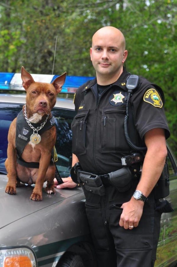 pit-bulls-trained-as-k9s-6