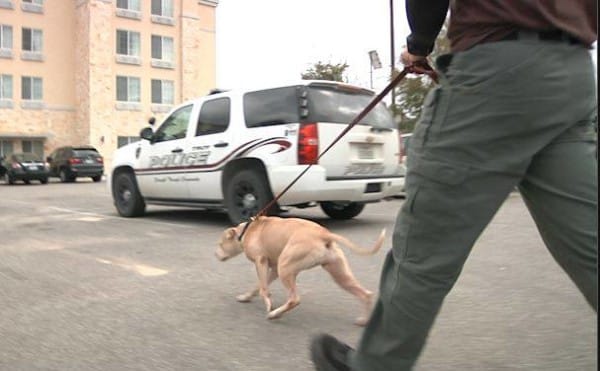 pit-bulls-trained-as-k9s-7
