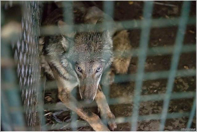 rescued wolf