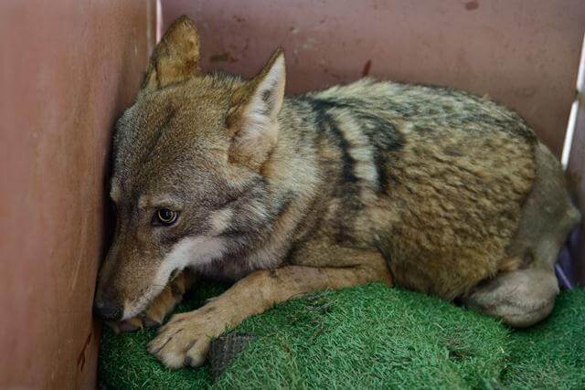 rescued wolf
