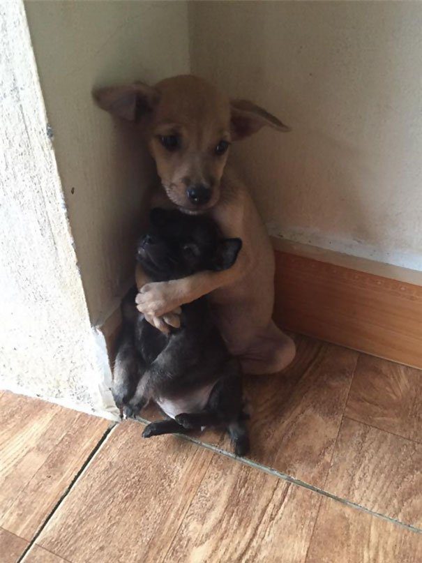 stray puppies hugging