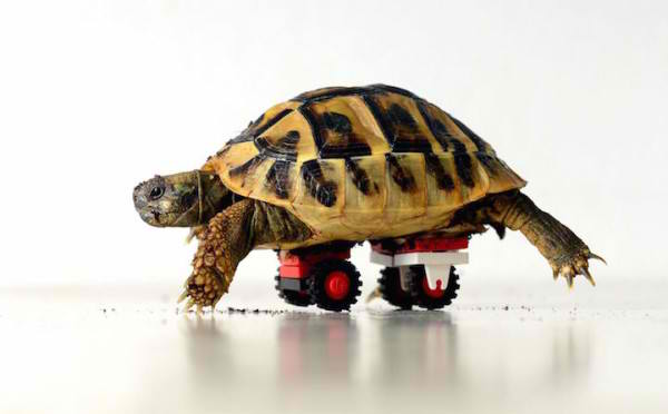 tortoise lego wheelchair