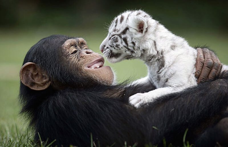 unusual animal friendships