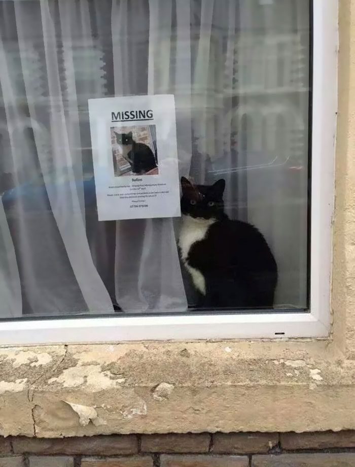 Missing Cat poster 
