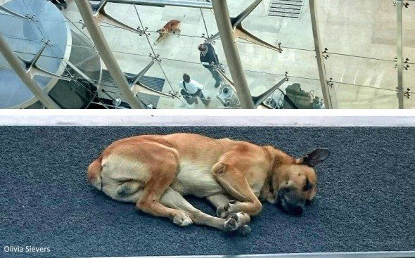 flight attendant dog adoption