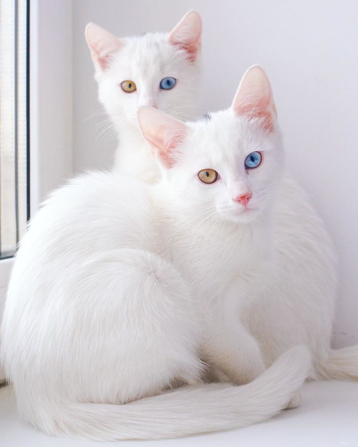 twin cat