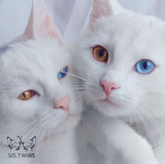 twin cat