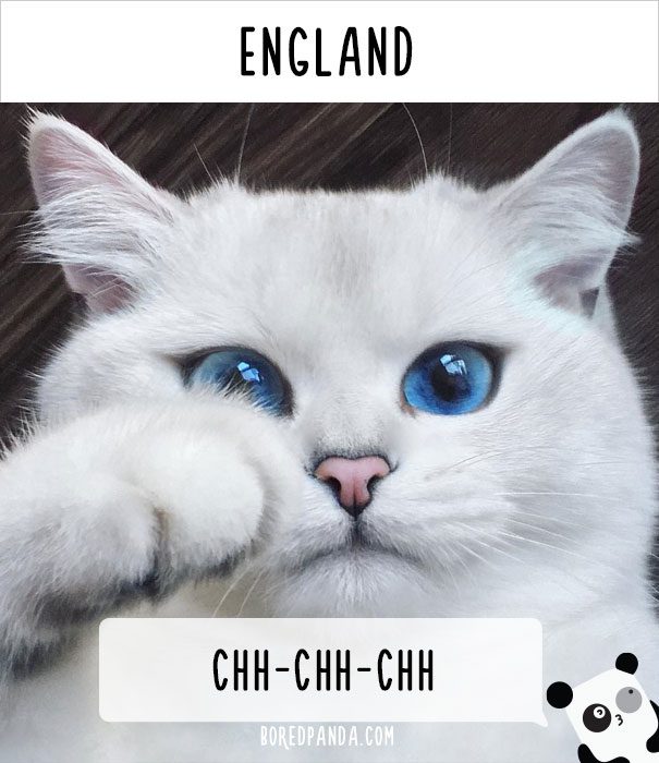 cat calling in different languages 16