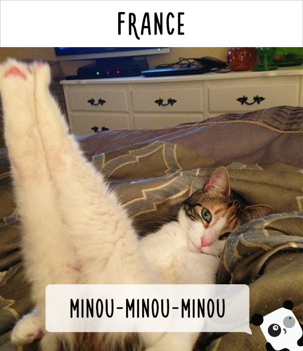 cat calling in different languages 19