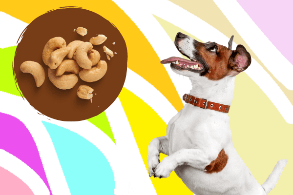 can dogs eat cashews