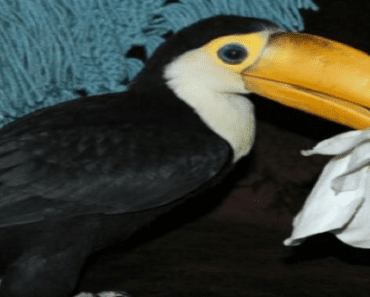 This Baby Toucan Has An Identity Issue, See What She Does!