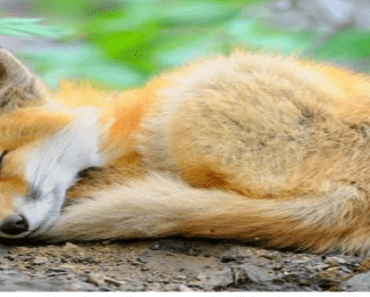 12 Photos Of Adorable Baby Foxes