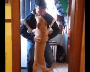 Emotional Dog Welcomes Home Owner After 2 Months
