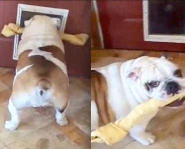 See How This English Bulldog Solves Her Dilemma With Her Big Bone