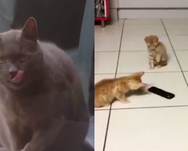 The Compilation Showcases The Cutest Cats Around
